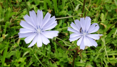 Z chicory.jpg