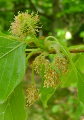 beech.jpg