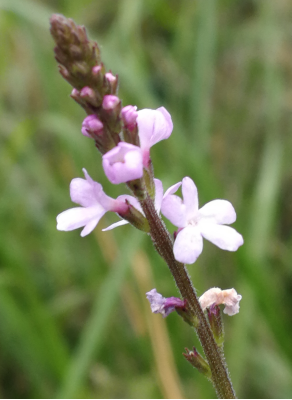 VERVAIN.jpg